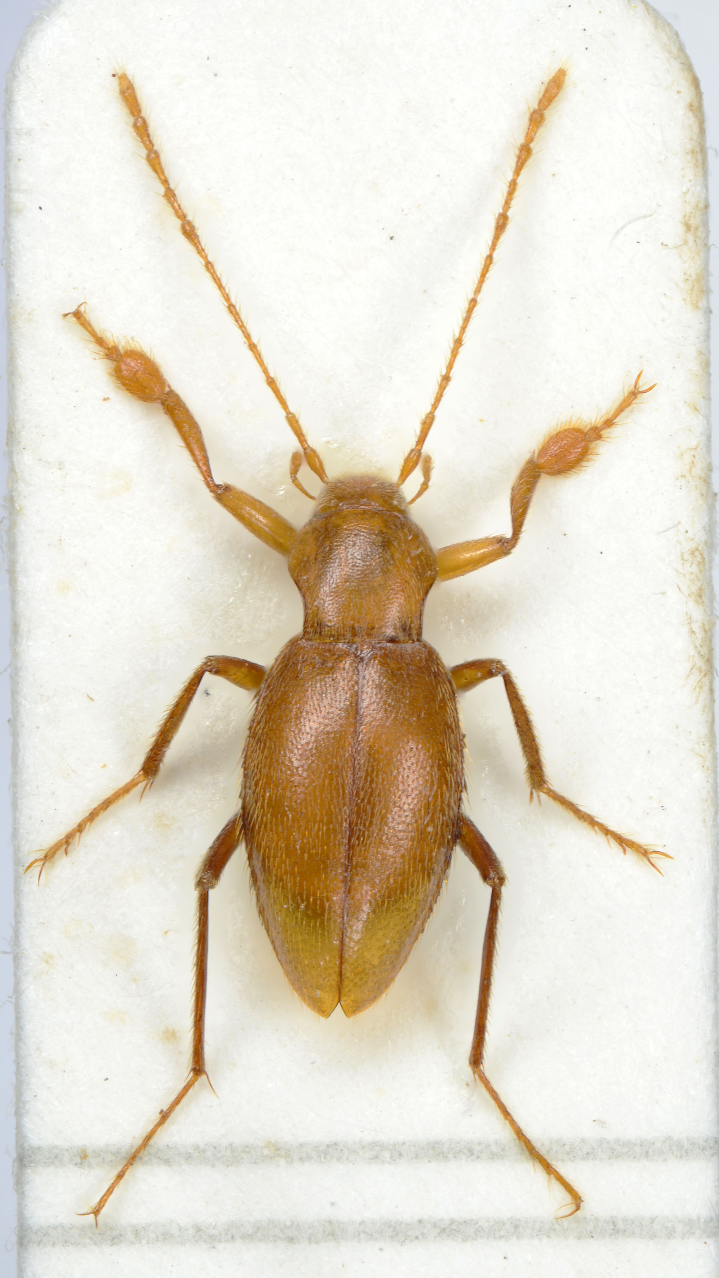 25. Oryotus raduhensis, Snežna jama, C7017, 2024-01-23 14-15-13 (B,R8,S4)